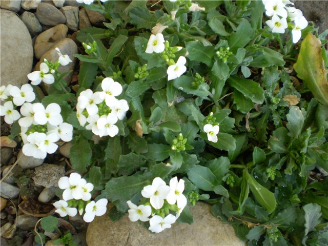 arabis